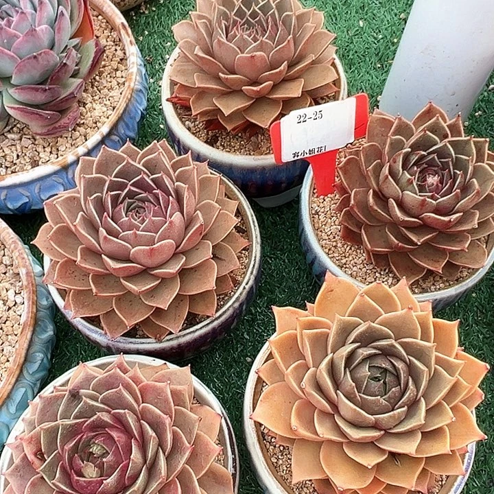 22.25米亚带盆一个