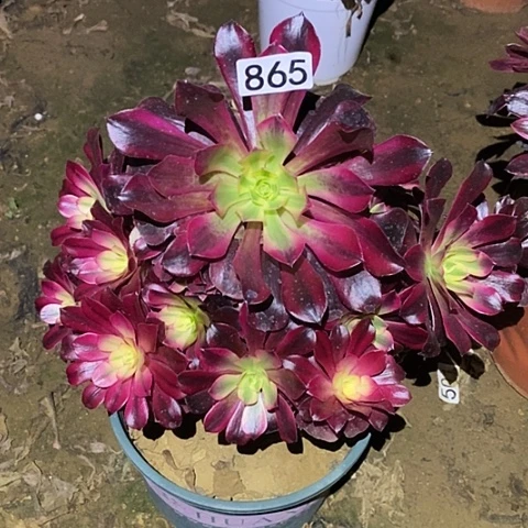 多肉植物法师865美杜莎掉过头