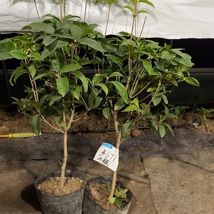 桂花小苗一物一拍