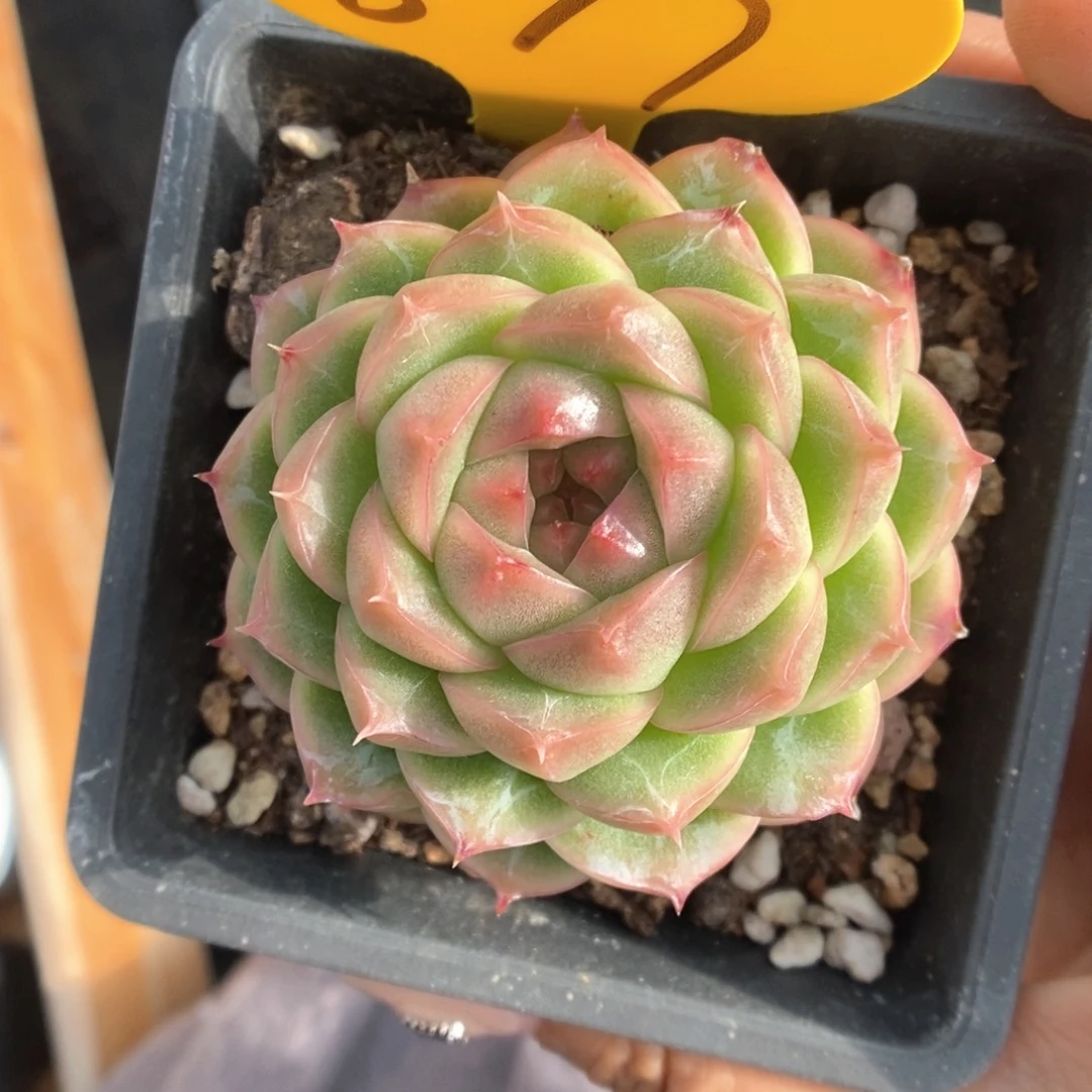 翡冷翠麦秆877号。