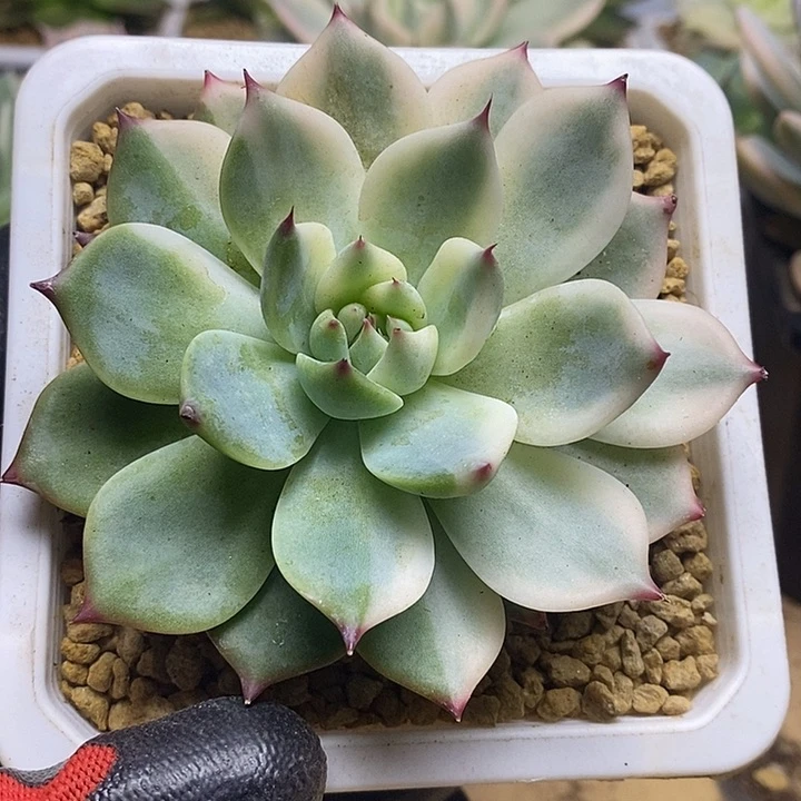 016吉娃娃锦锦锦锦锦