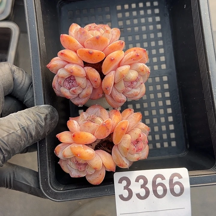 3366，俩个三头小脸星影带盆发的时候