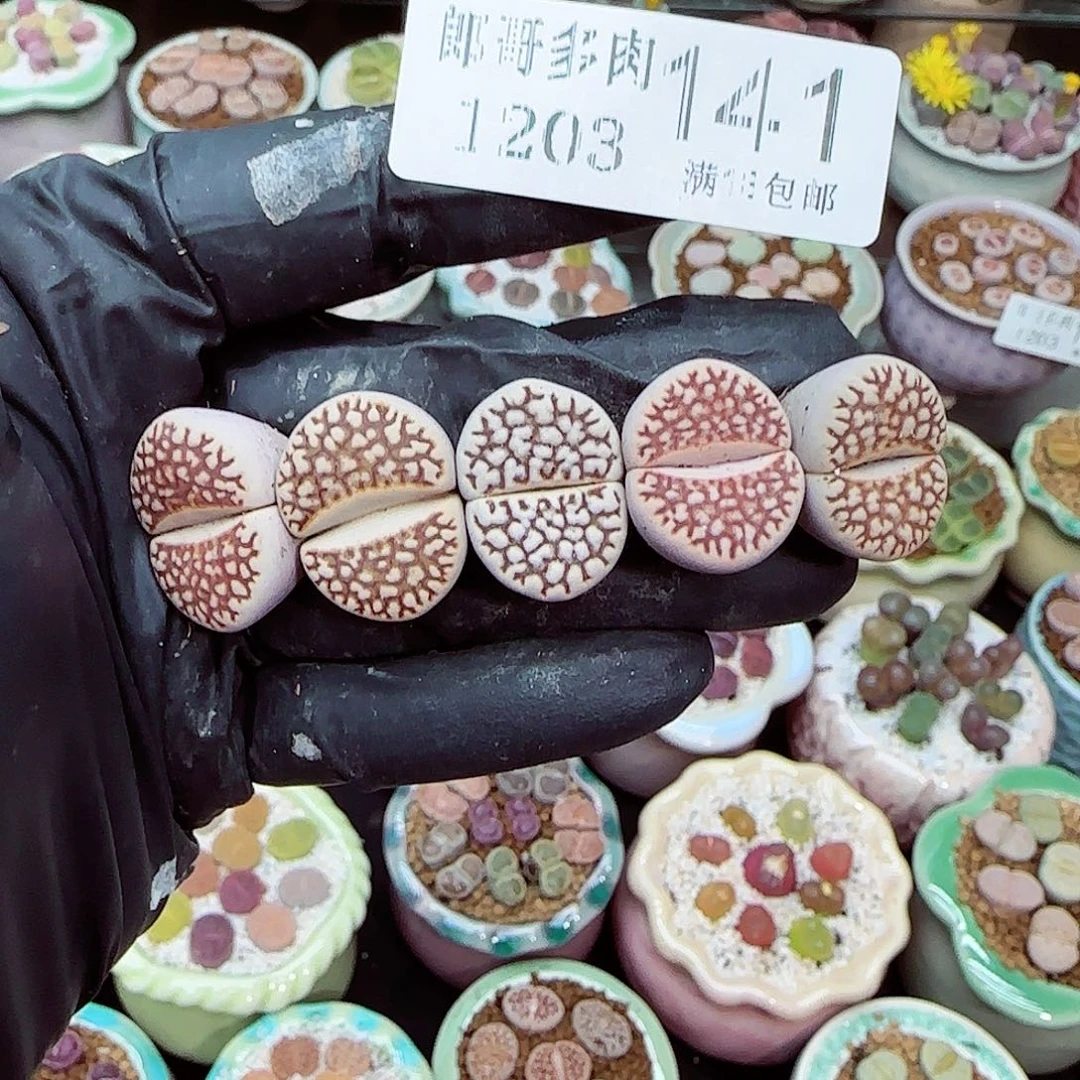 生石花满18包邮1203-141