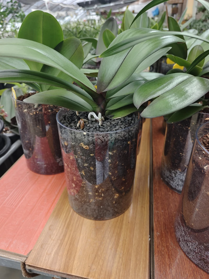 蝴蝶兰湿养瓶高度20口径20两只装