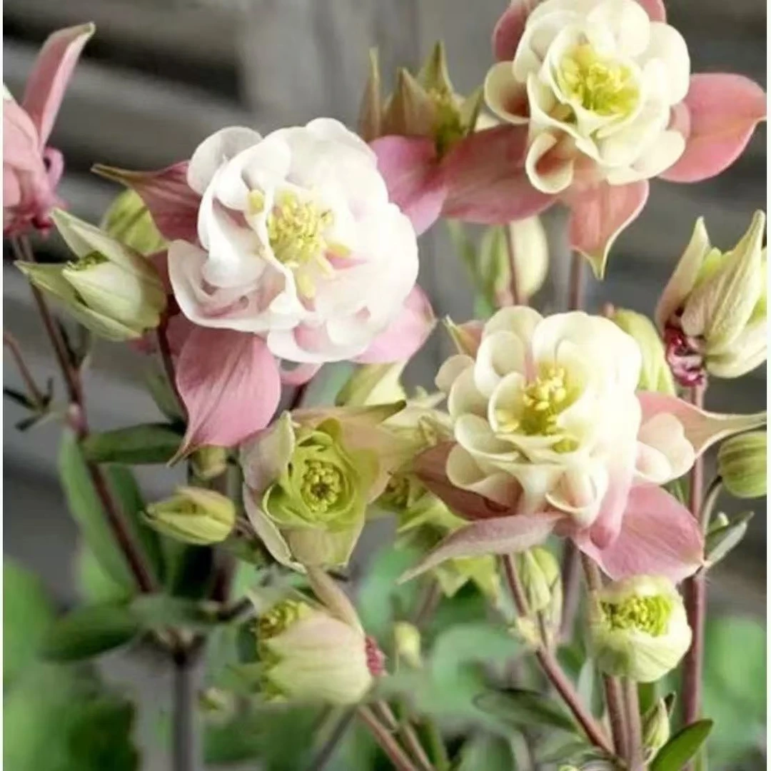 耧斗菜花苗重瓣多年生四季开花阳台庭院易活盆栽