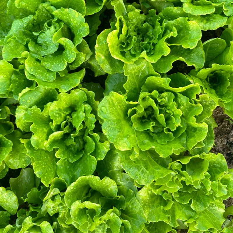 意大利生菜王种子种籽四季苗秧冬季菜种孑籽种菜籽大全奶油孔雀菜