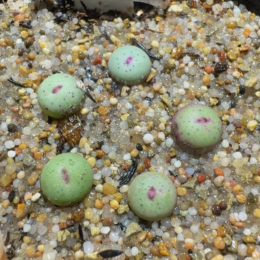 Ssss精品生石花25