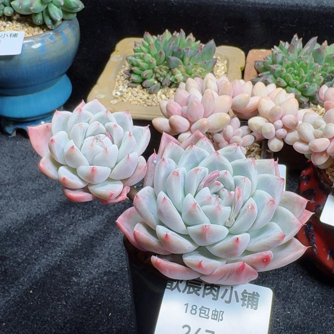 多肉植物 247  如梦令