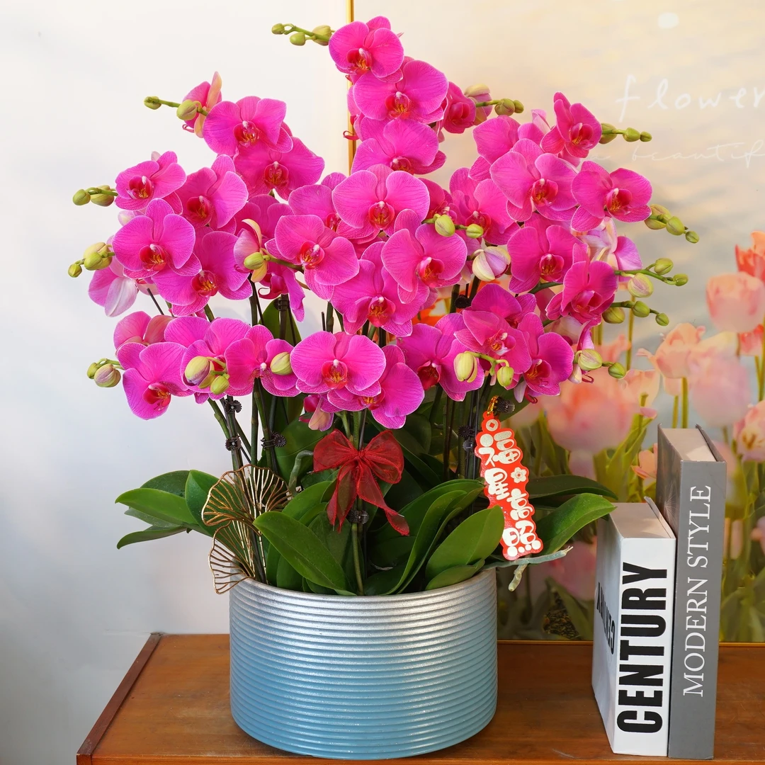 【恭喜发财】蝴蝶兰欧品 红色鲜花 花期长好打理