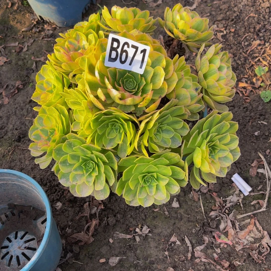 雨荷法师26////36包邮