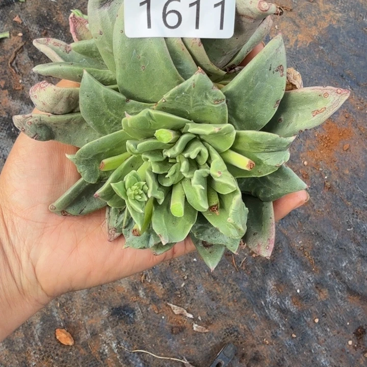 3代杂交仙女杯多肉福利