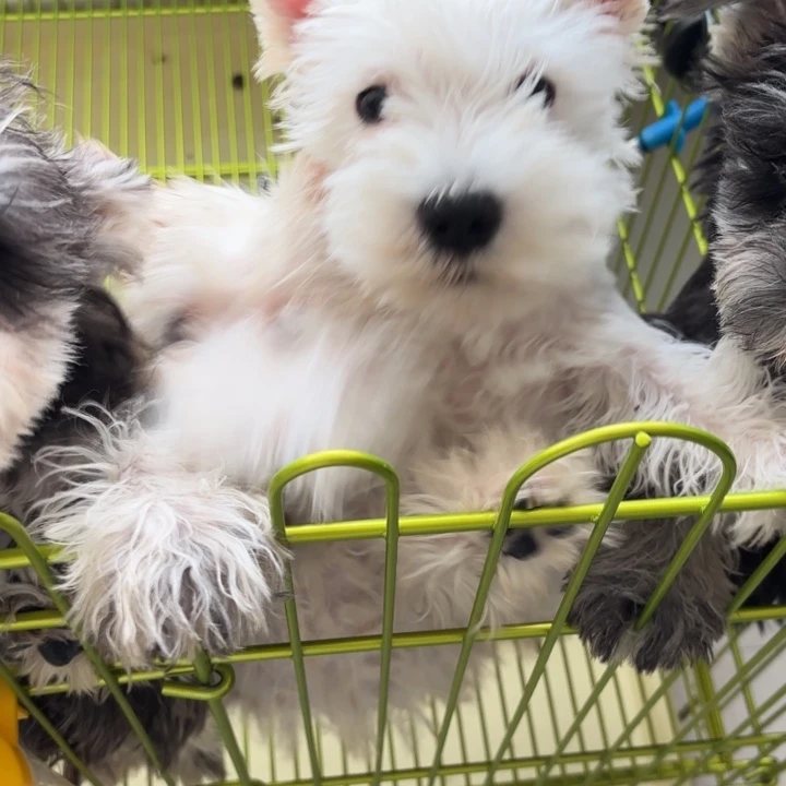 雪纳瑞白色弟弟特价速处