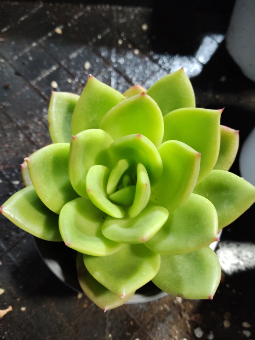 非偏远18包邮  一物一拍  9厘米盆 A237翠花