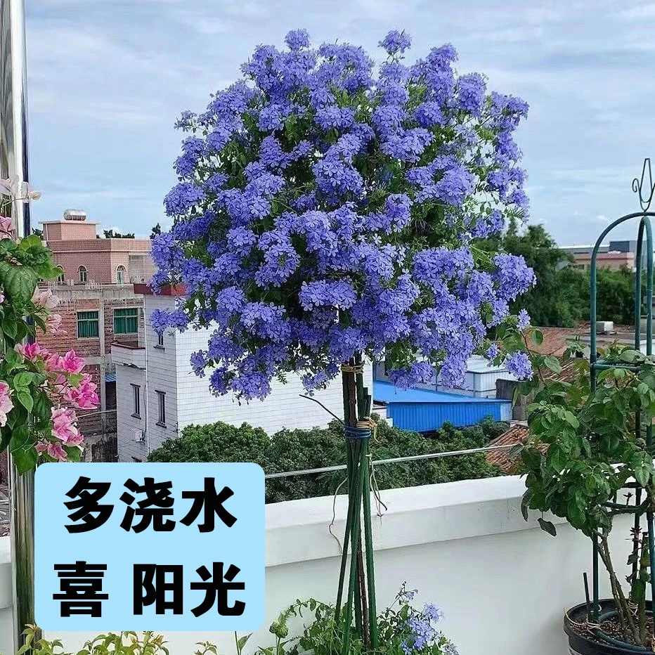 蓝雪花棒棒糖阳台庭院盆栽花期长耐热好养