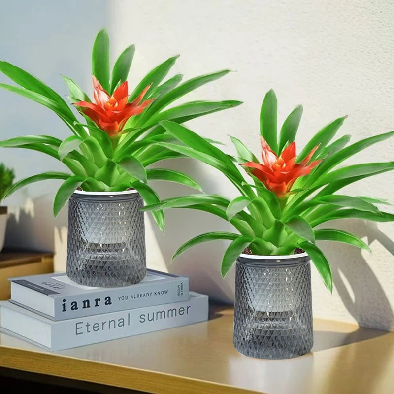 【花伴水】两盆鸿运当头盆栽红星花带红花卉植物室内客厅绿植