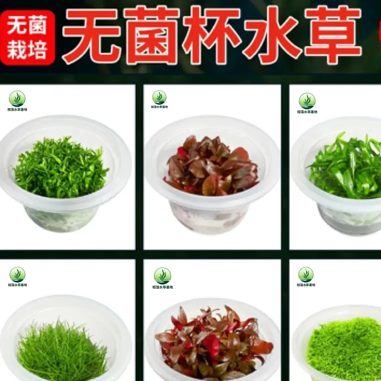 无菌杯水草造景日本高珍珠迷你矮爬地矮珍珠草牛毛宫廷小宝塔水兰