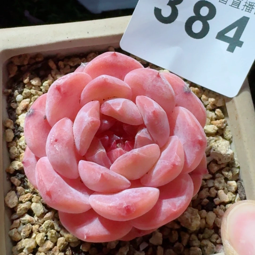 草莓琥珀         精品多肉