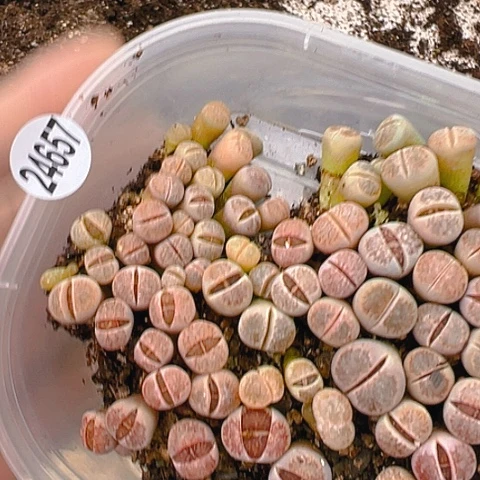 【闪购商品】小*布24657