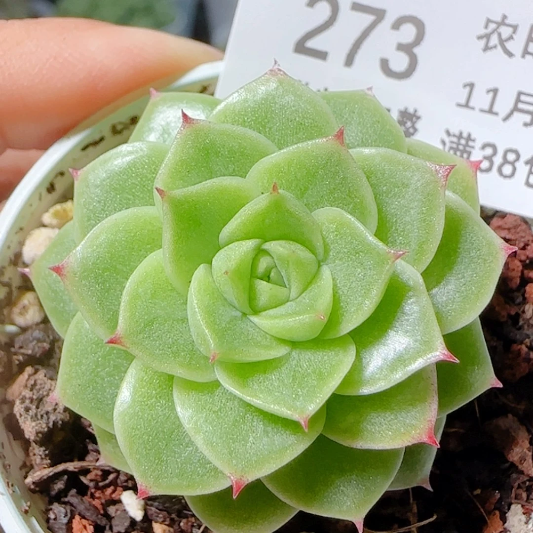 1112-273优选麦杆