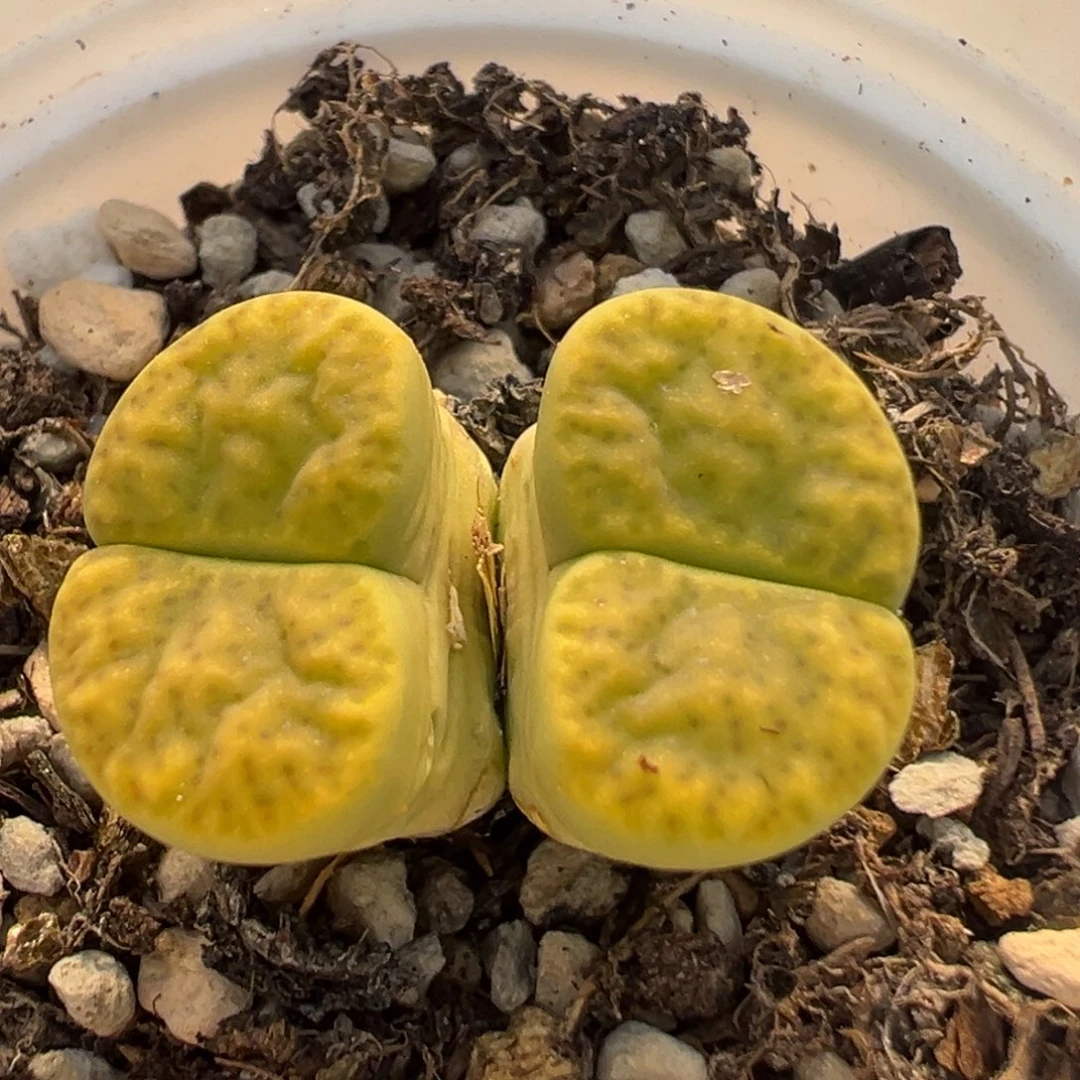 18多肉植物百科黄明轩