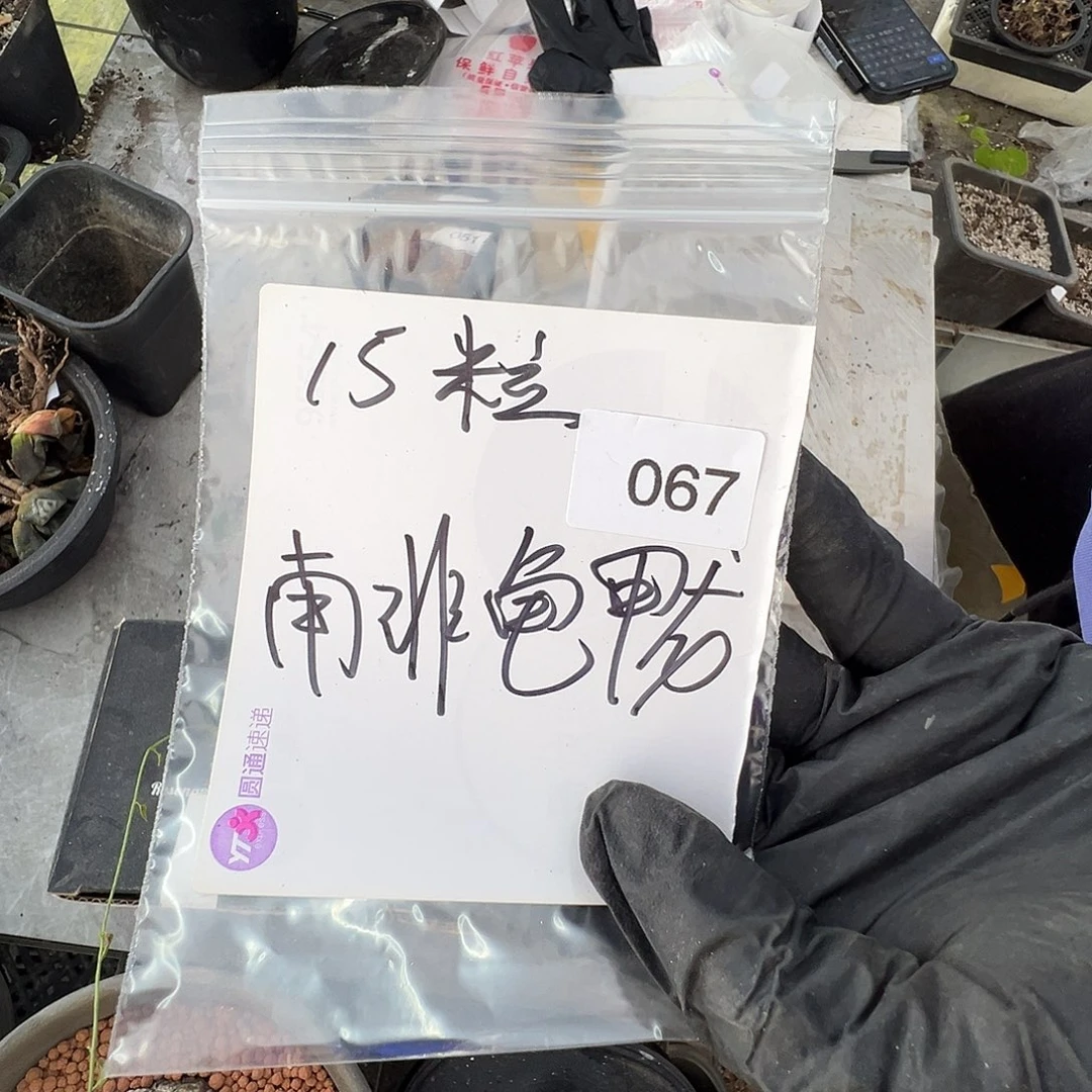 多肉植物专拍植物不退换 一物一拍 067