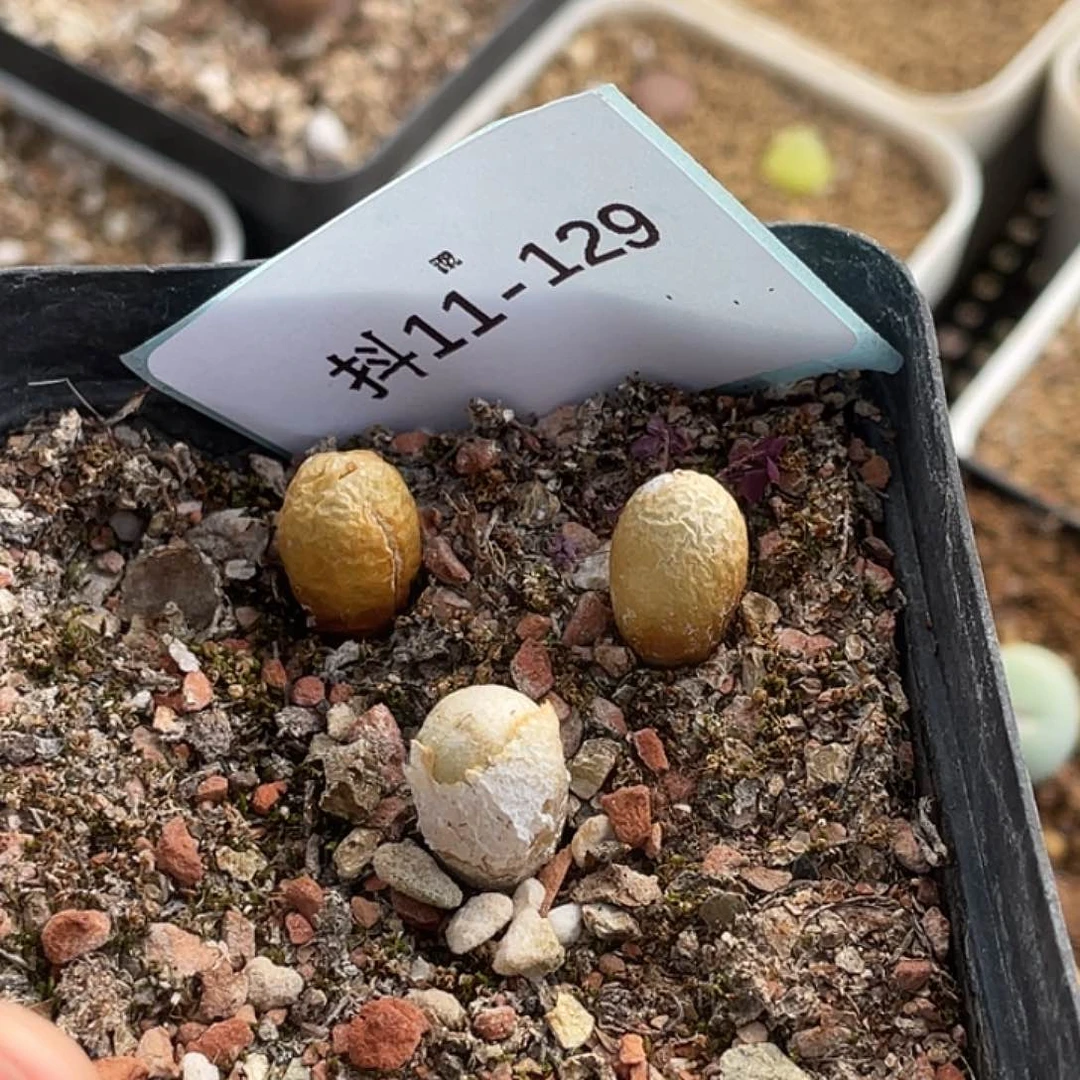 蝌*11-129肉锥多肉植物