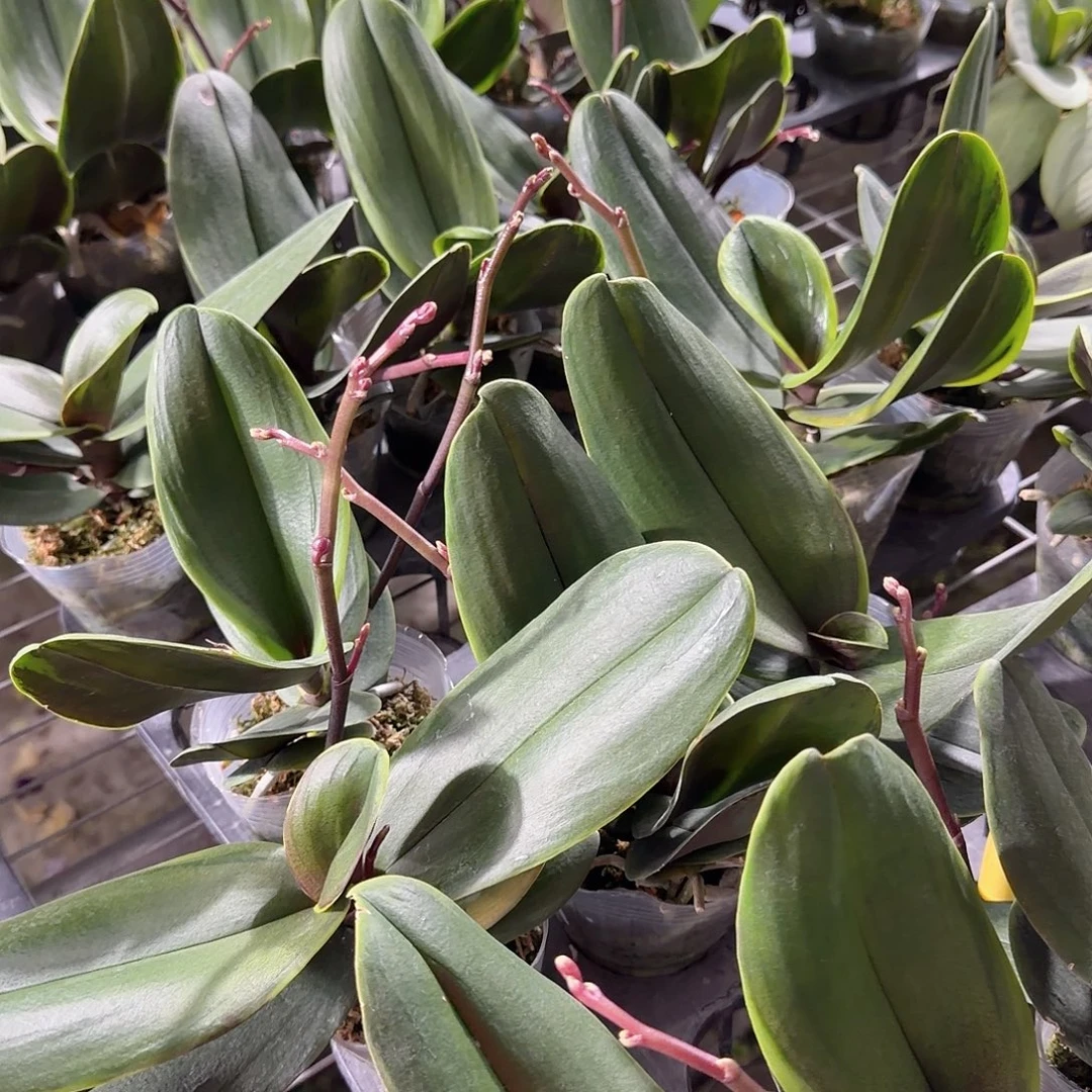 无花朵3.0带梗满天星