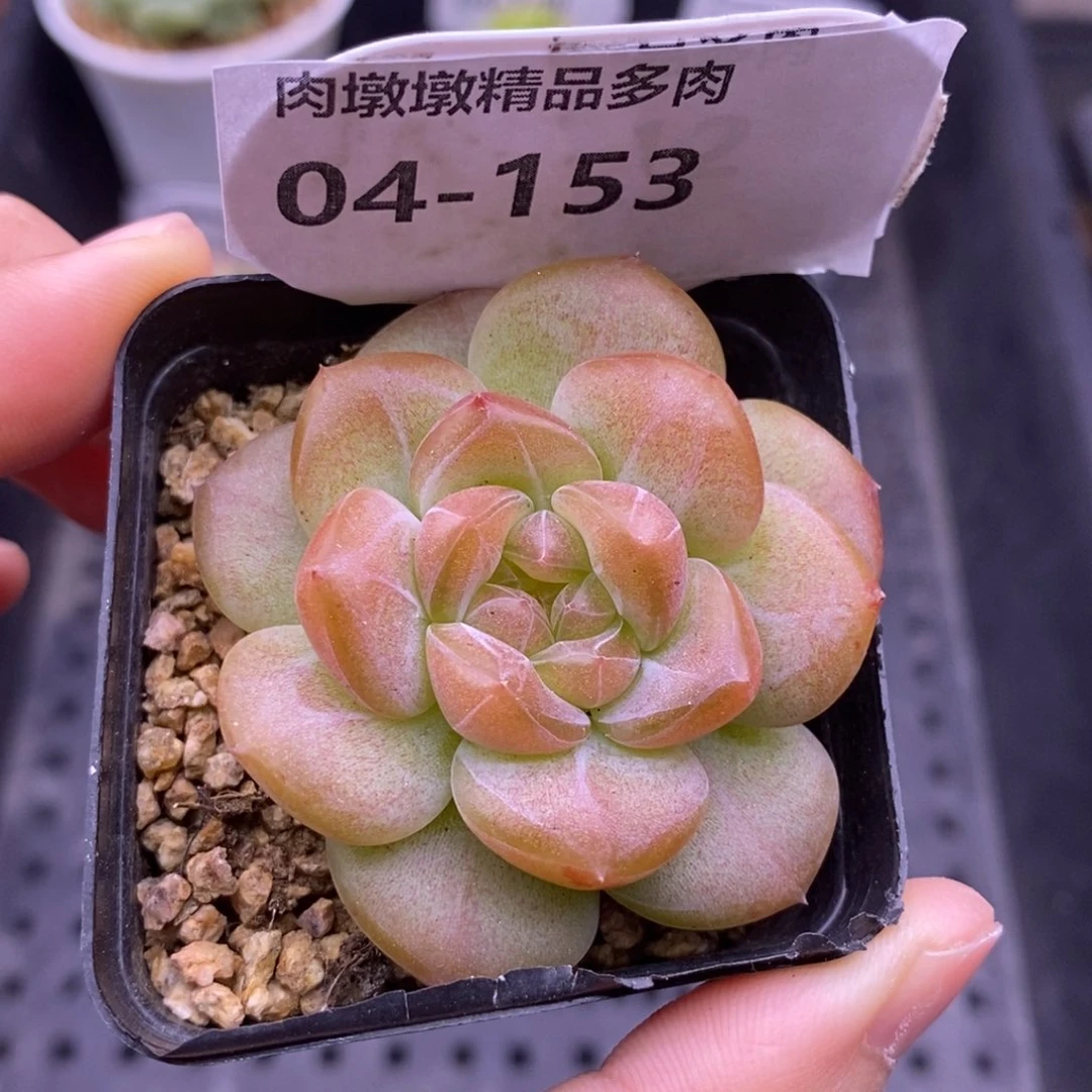 【闪购商品】04-153