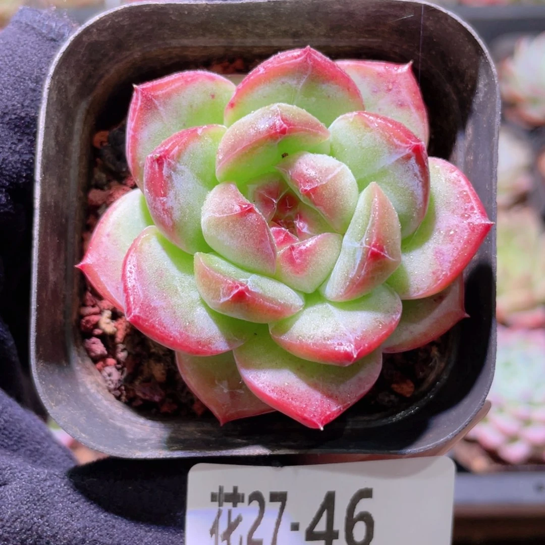 花利美27-46新品单头