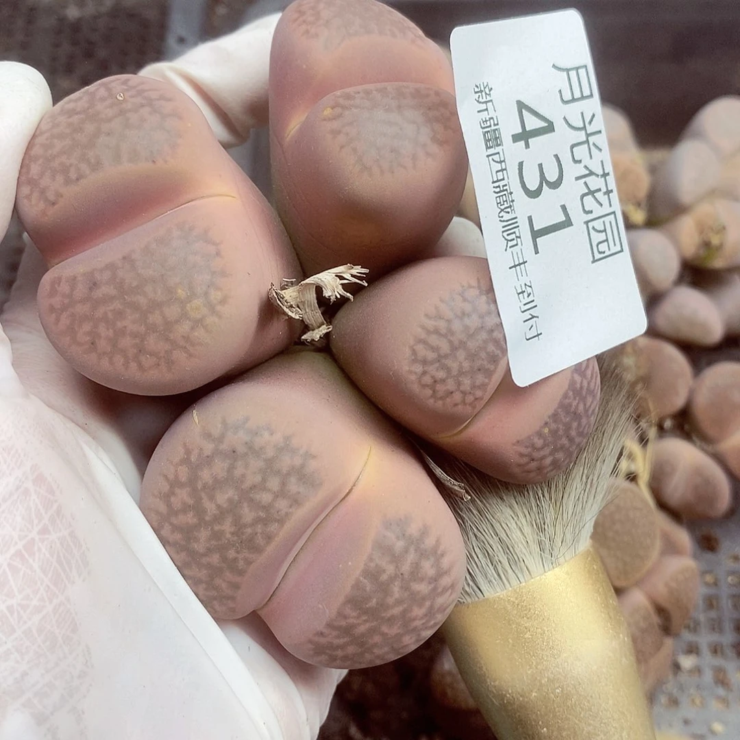 我会把他当成他爱自己431