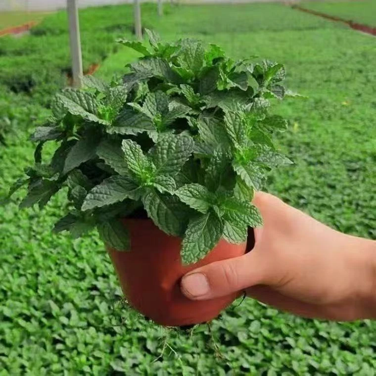 薄荷盆栽留兰香可食用批发四季常青好养易活可水培苗客厅桌面植物