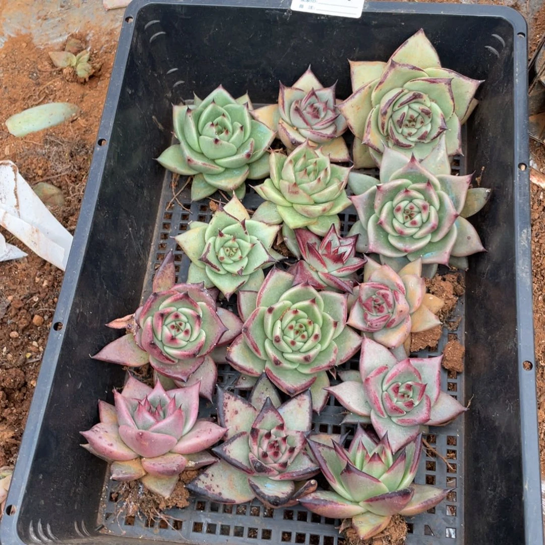 无花朵若茹东云单拍E041