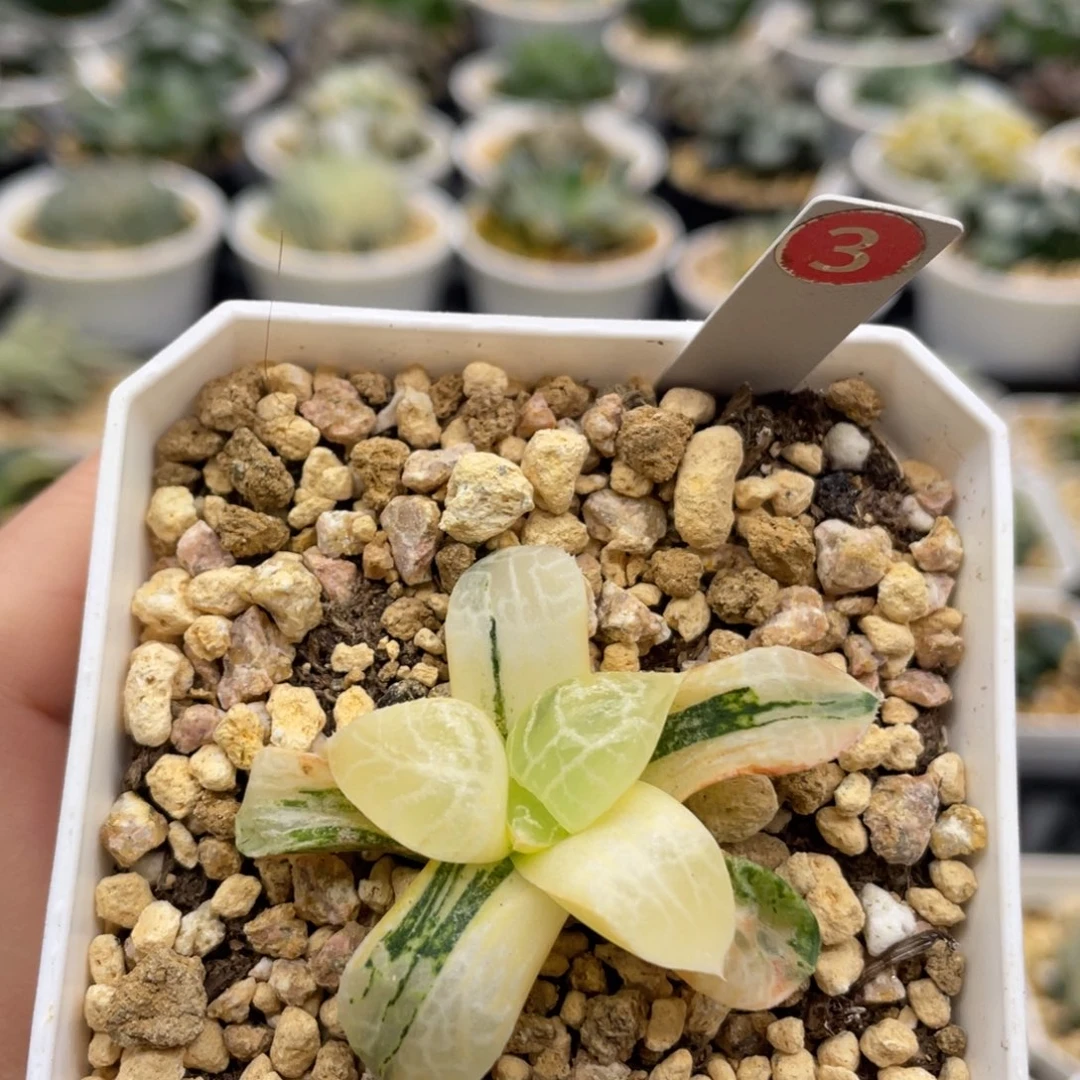 3 水晶康平101锦1111111