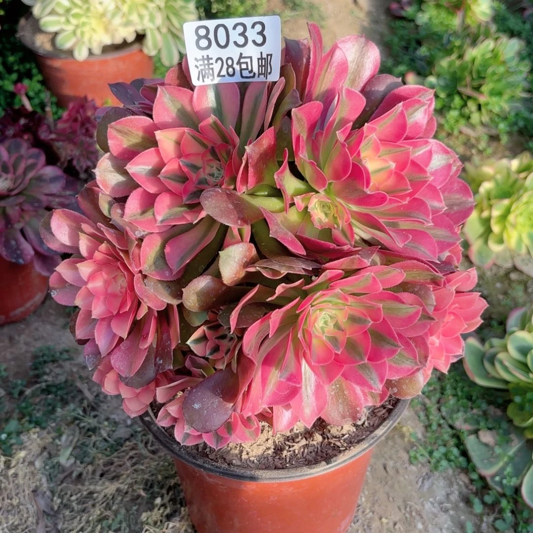 K. 8033香妃有砍多肉