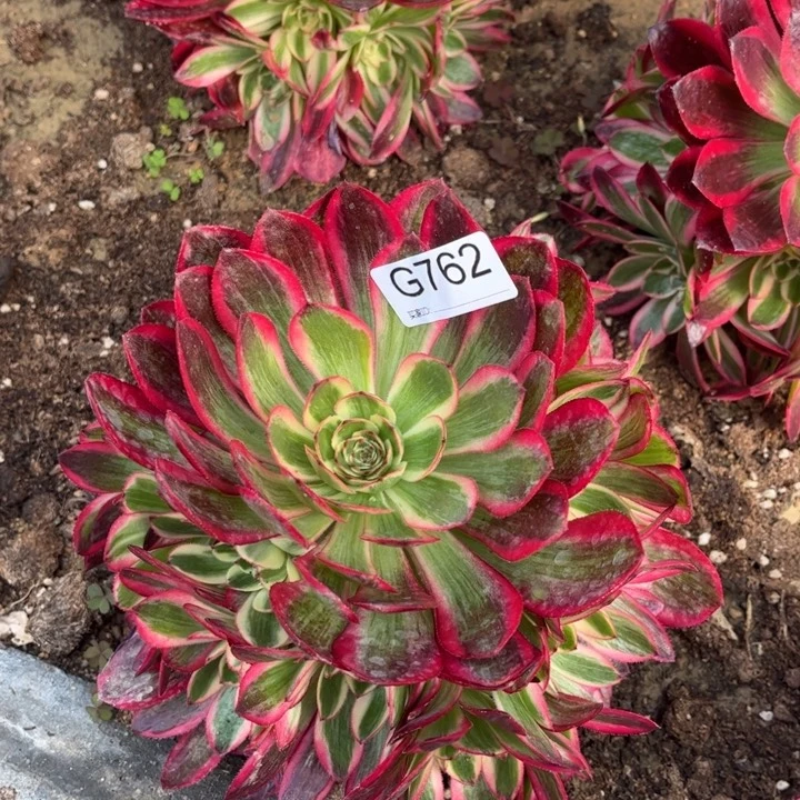 762云和多肉法师植物