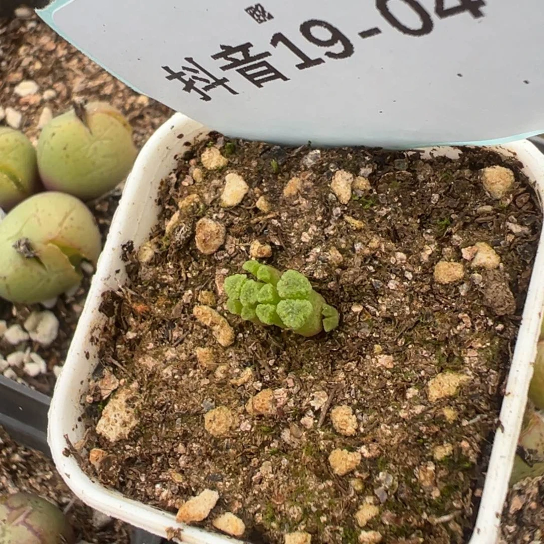 19-04肉锥多肉植物