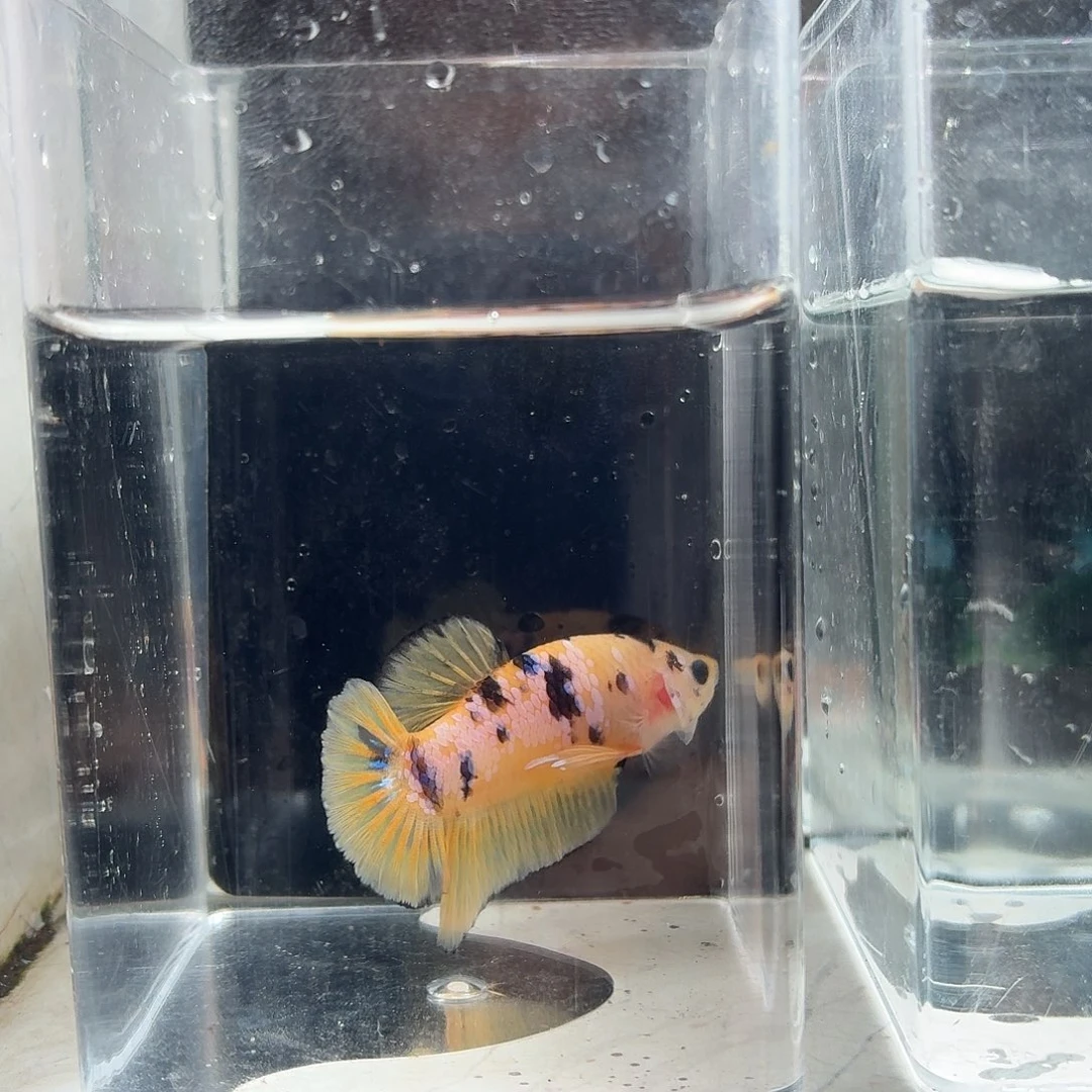 斗鱼泰国斗鱼直播184