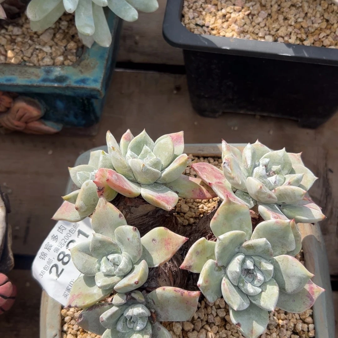 玫瑰脸苹果叶～一物一拍3062