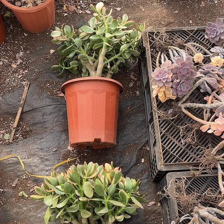 绝***紫新花月2颗40多肉葡萄