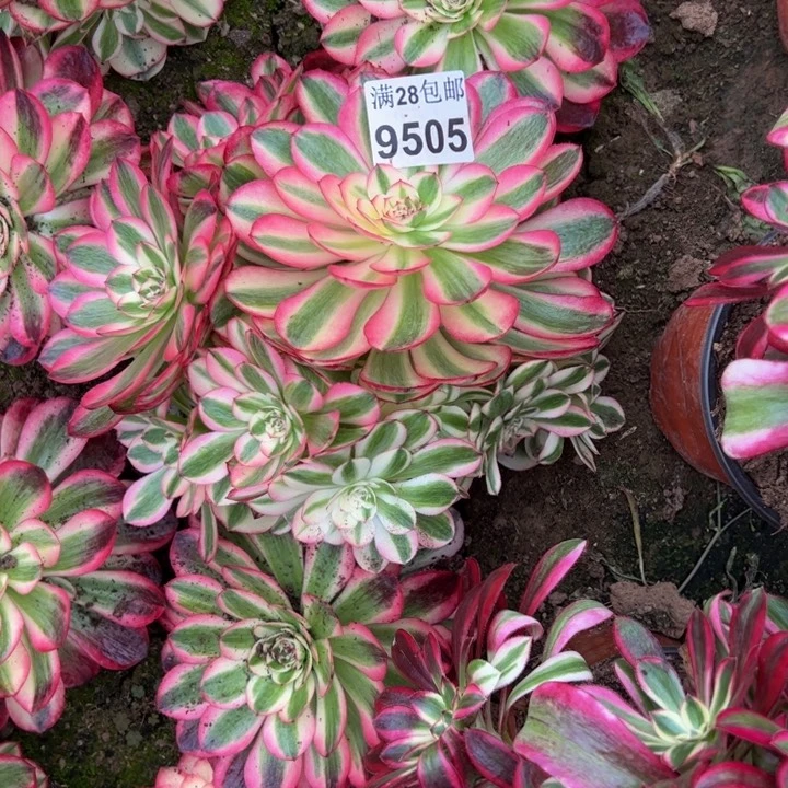 9505南荔枝多肉植物