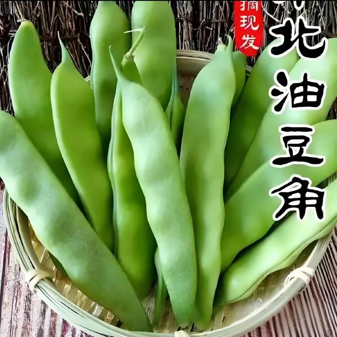 东北九月青油豆角！到货当天取货2豆以上