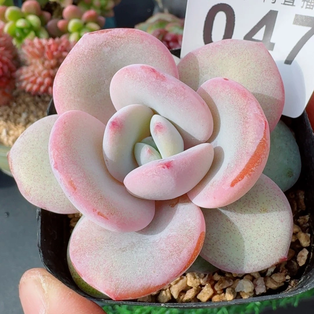 奶茶      愿你一路坦途，乘风破浪展宏图