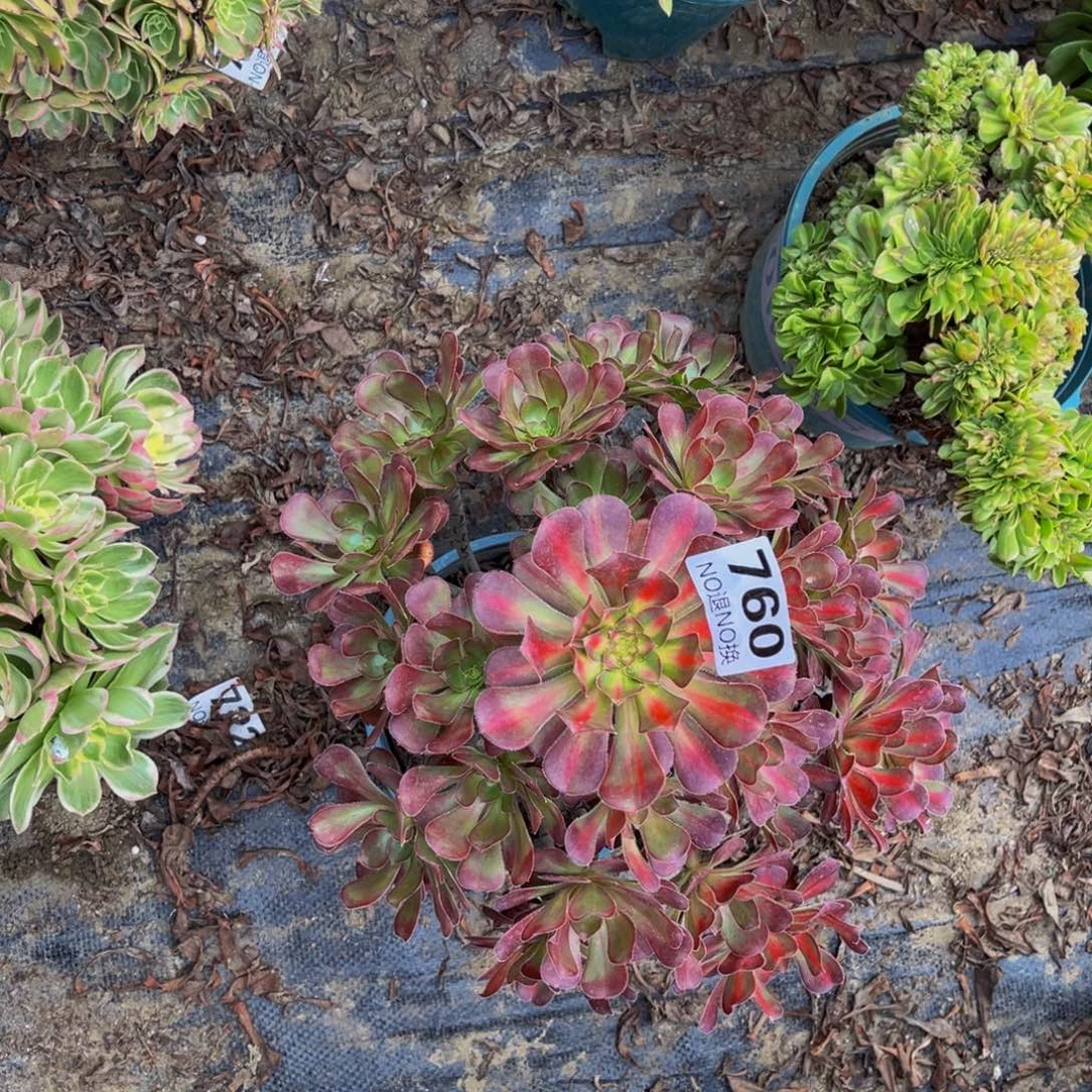 晚霞法师朵朵1-29