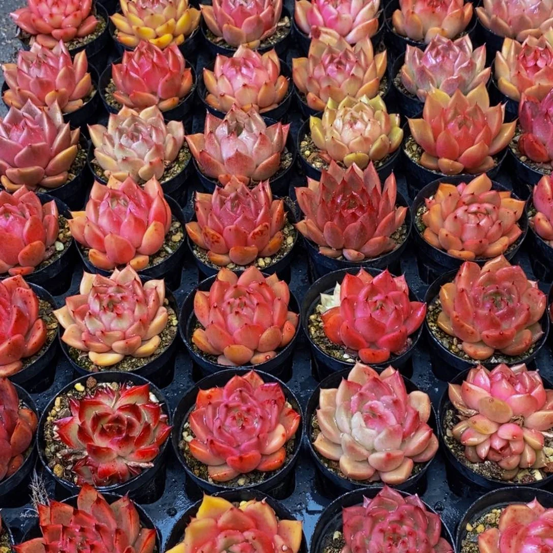 G****R438多肉植物保护研究所所长