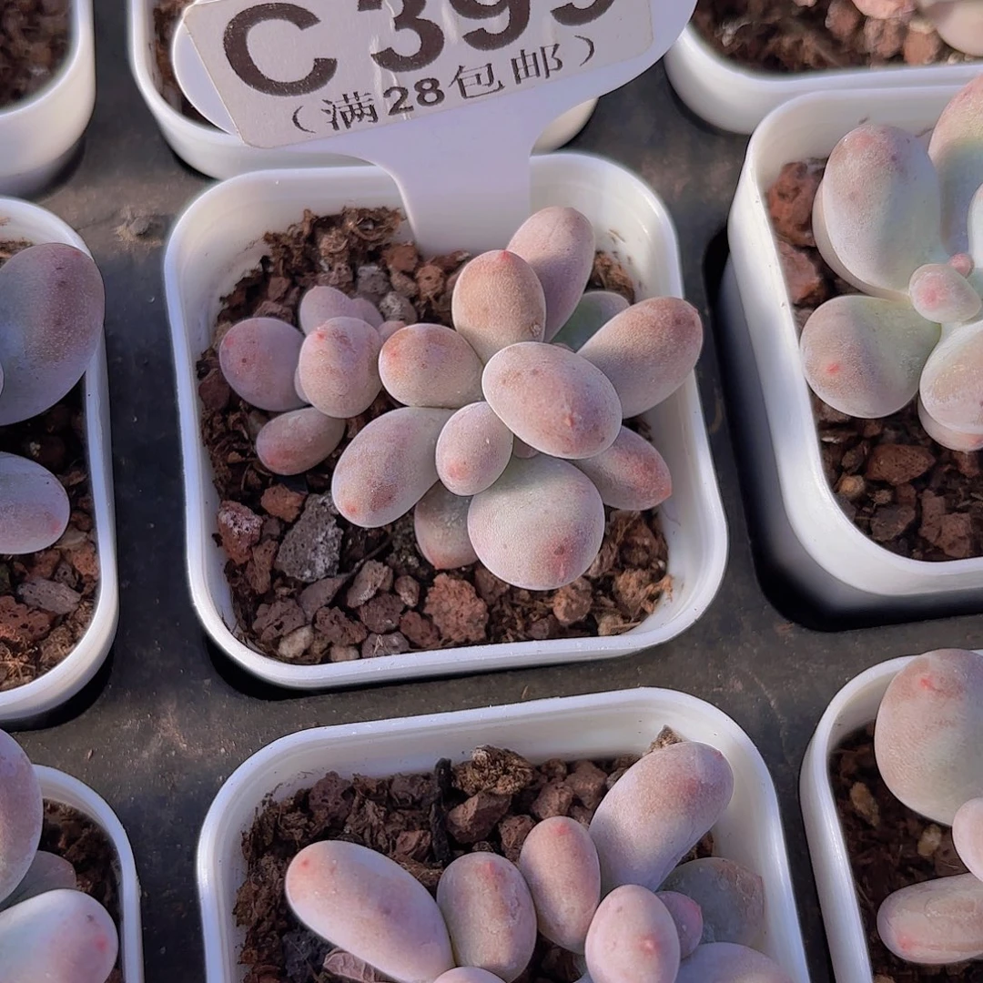 C399芭比奶yeiuyipai