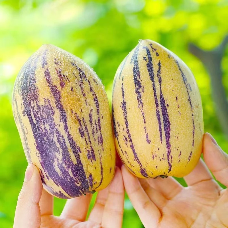 甘肃民勤黄肉树熟人参果带箱5斤大果约7-15个装坏果包赔人参果ZX