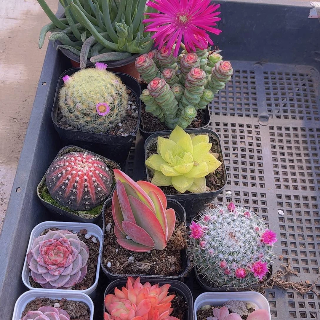 多肉206多肉植物