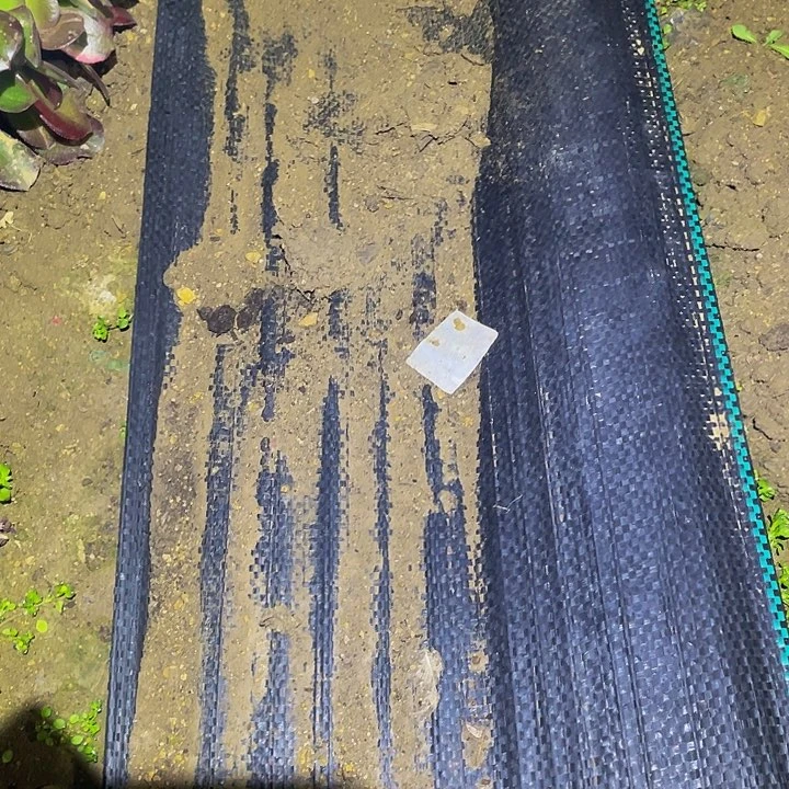 嫣3544 2170火狐两颗多肉植物