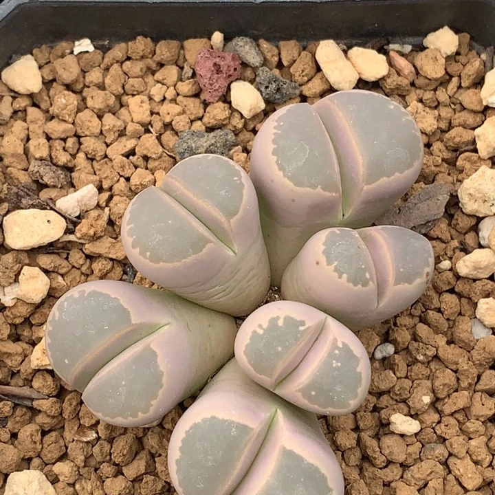 精品多肉植物精品6头橄榄