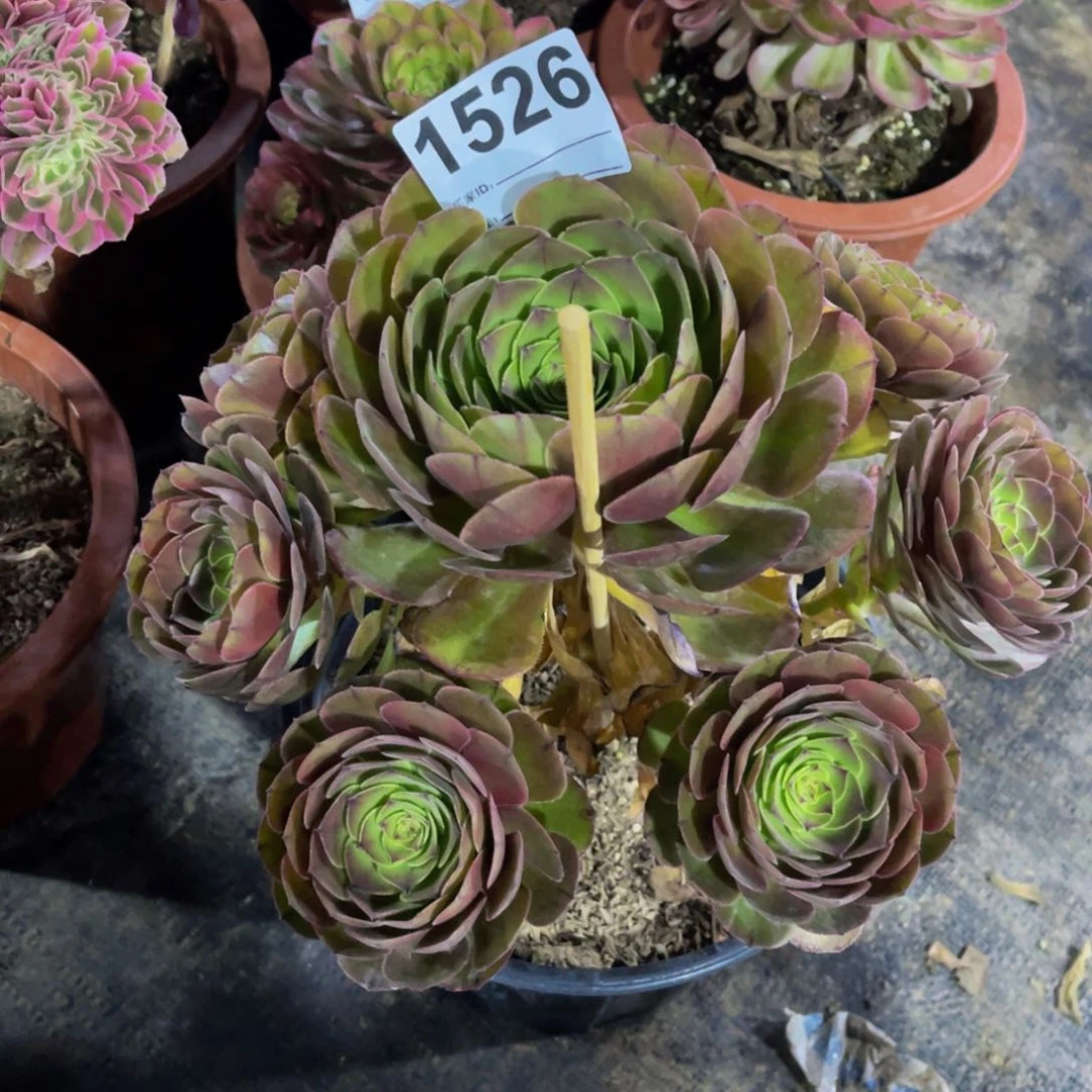 无花朵万圣节1526福利脱土